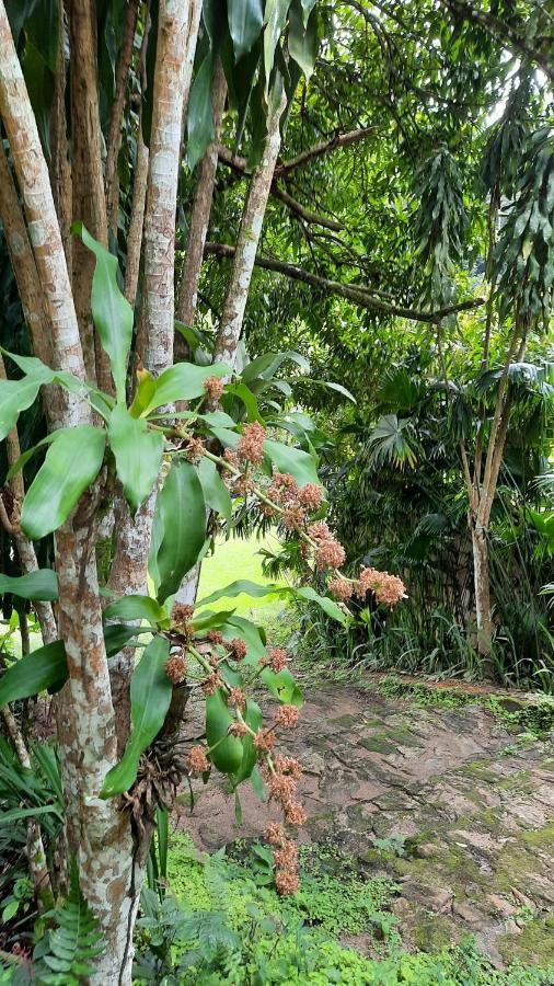 Sitio Alto Da Montanha - Voce Em Paz Com A Natureza Villa Pacoti Kültér fotó